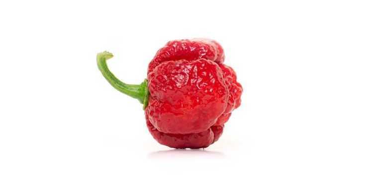 Trinidad moruga scorpion Top 10 World39s Hottest Peppers PepperHead Hottest Pepper