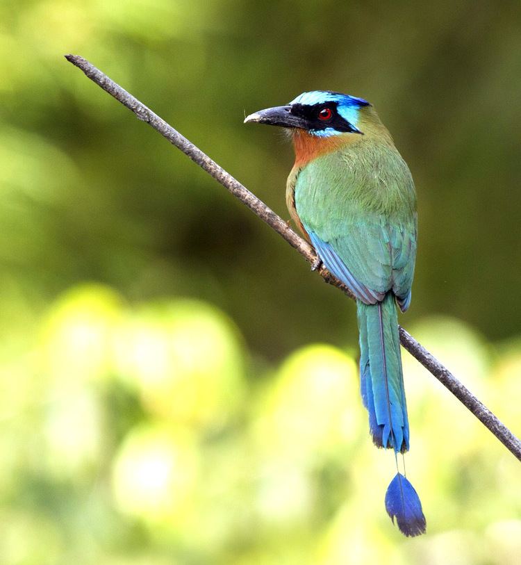 Trinidad motmot Cuffie River Nature Retreat Tobago photo gallery