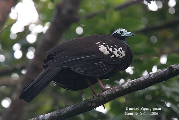 Trinidad piping guan Mangoverde World Bird Guide Photo Page Trinidad PipingGuan Pipile