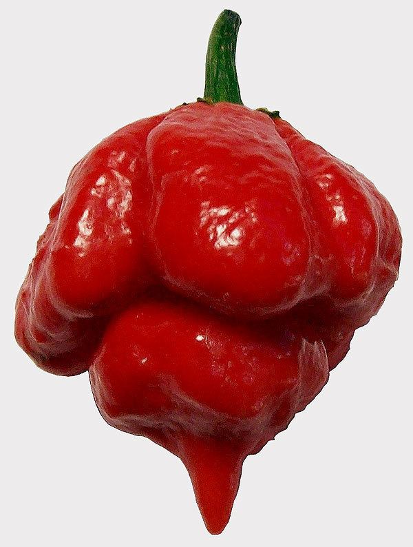 Trinidad Scorpion Butch T pepper 1000 ideas about Hottest Pepper On Earth on Pinterest Ghost