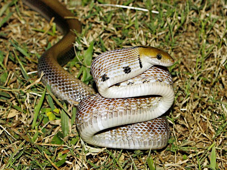 Trinket snake Kabini Wildlife Sightings Common Trinket Snake