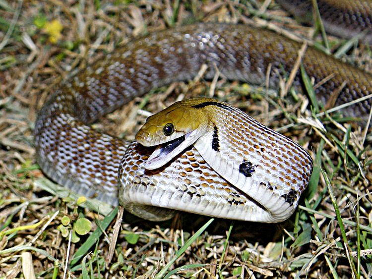 Trinket snake Kabini Wildlife Sightings Common Trinket Snake Kabini