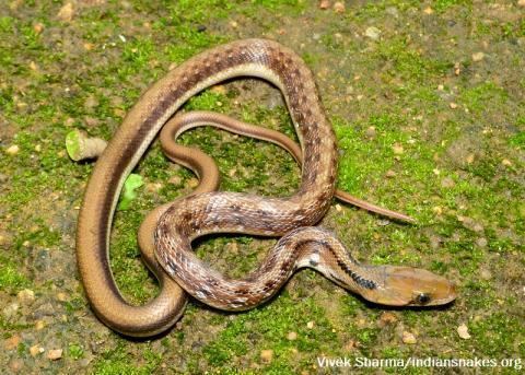 Trinket snake - Alchetron, The Free Social Encyclopedia