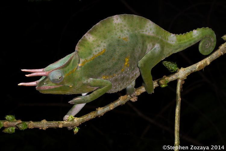 Trioceros deremensis Male Usambara threehorned chameleon Trioceros deremensis Flickr
