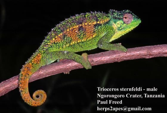 Trioceros Trioceros sternfeldi The Reptile Database