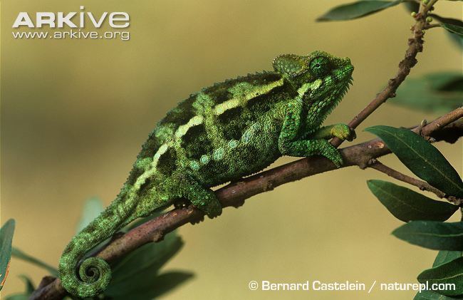 Trioceros hoehnelii Highcasqued chameleon photo Trioceros hoehnelii G33616 ARKive