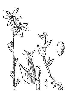 Triodanis biflora httpsuploadwikimediaorgwikipediacommonsthu
