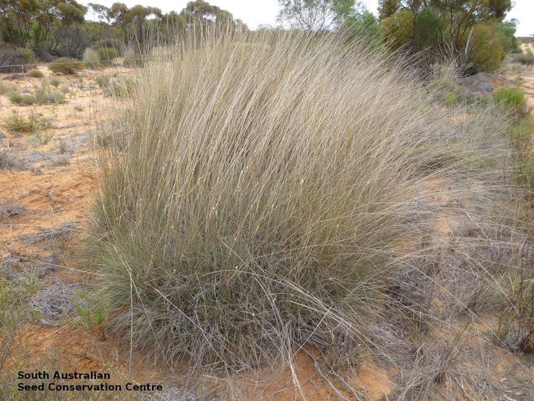 Triodia (grass) Seeds of South Australia