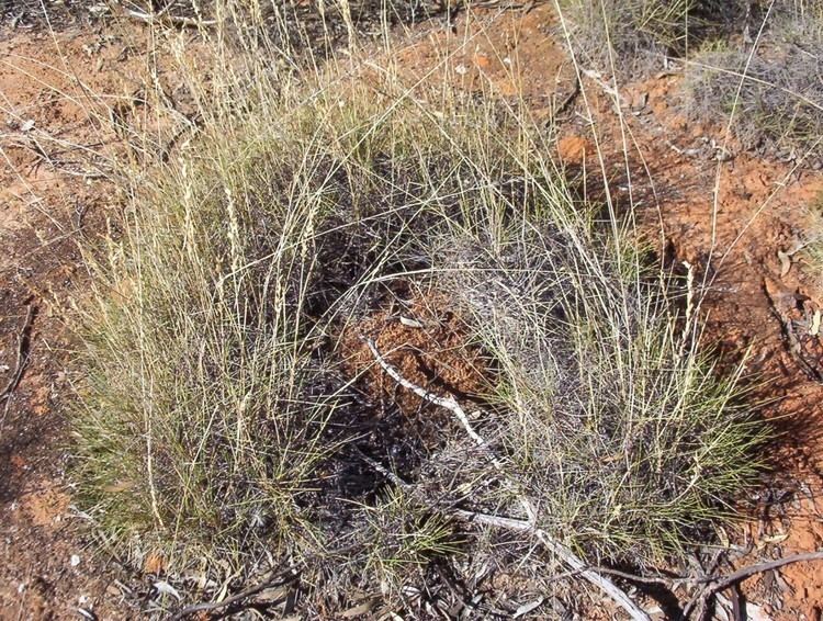 Triodia (grass) Porcupine Grass Triodia scariosa formerly irritans Mallee