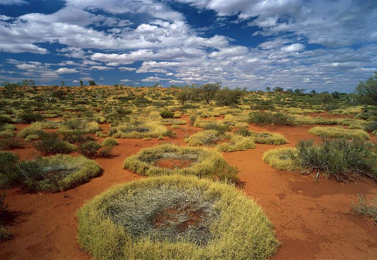 Triodia (grass) Grass Triodia Sp Covering Sand Dunes Photograph by JeanPaul Ferrero