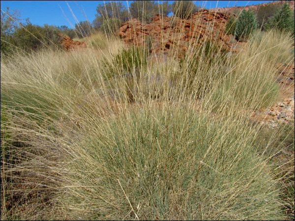 Triodia (grass) Flora Spinifex Triodia Family Poaceae