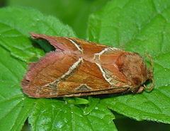Triodia (moth) httpsuploadwikimediaorgwikipediacommonsthu