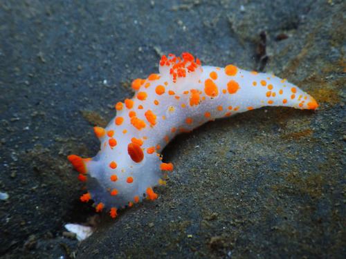 Triopha catalinae Sea Clown Triopha observed by dpom 0421 PM PST on February 18 2015