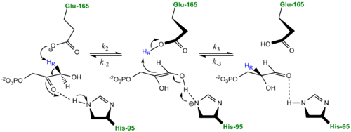 Triosephosphate isomerase Triose Phosphate Isomerase Proteopedia life in 3D