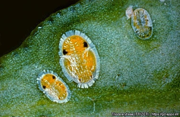 Trioza Erytreae Alchetron The Free Social Encyclopedia