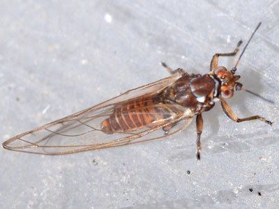 Triozidae Triozidae Trioza remota