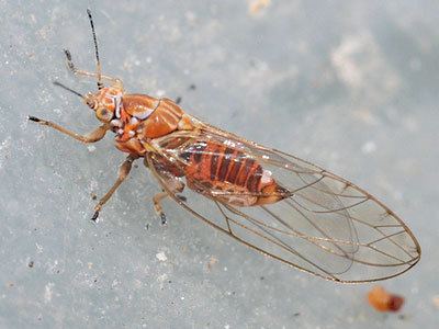 Triozidae Triozidae Trioza remota