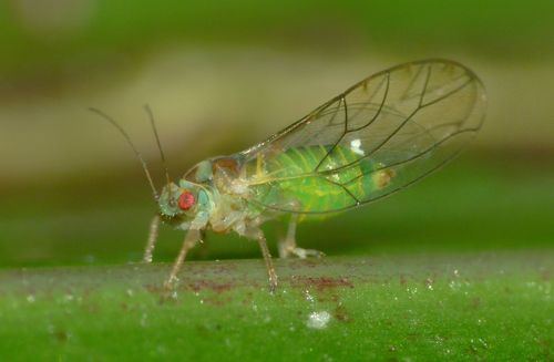 Triozidae Triozidae observado por stevekerr en diciembre 12 2014 NaturaLista