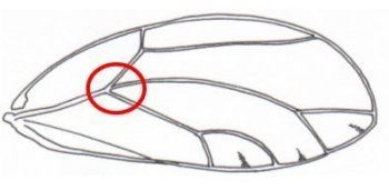 Triozidae psyllid morphology