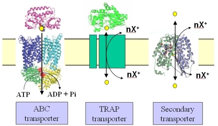 Tripartite ATP-independent periplasmic transporter