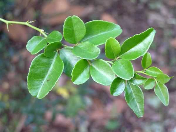 Triphasia limeberrytriphasiatrifolia