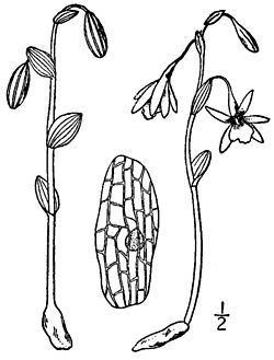 Triphora (plant) httpsuploadwikimediaorgwikipediacommonsthu