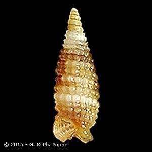 Triphoridae TRIPHORIDAE Shells For Sale Conchology Inc