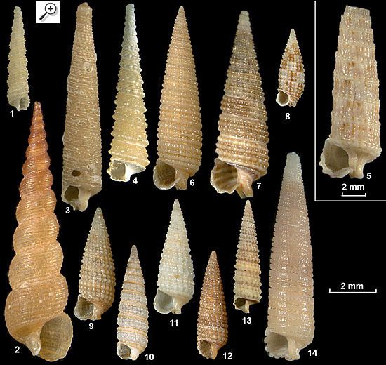 Triphoridae Triphoridae Plate 1