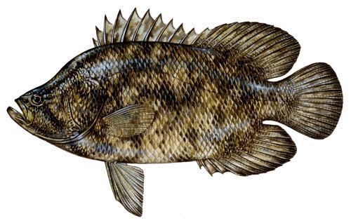 Tripletail Atlantic Tripletail or Blackfish Mississippi saltwater fish