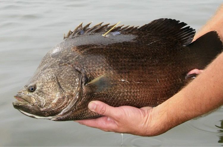 Tripletail Atlantic Tripletail or Blackfish Mississippi saltwater fish