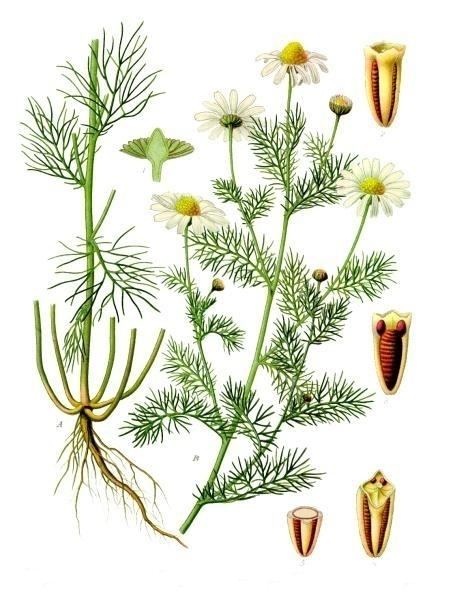Tripleurospermum Matricaria perforata Wikipdia