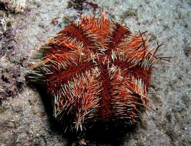 Tripneustes Marine Fish Picture Gallery Cake Urchin picture