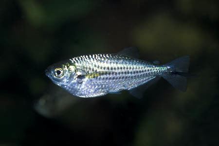 Triportheus Triportheus angulatus Dusky Narrow Hatchetfish Seriously Fish