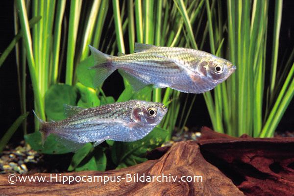 Triportheus Triportheus angulatus Dusky Narrow Hatchetfish Seriously Fish