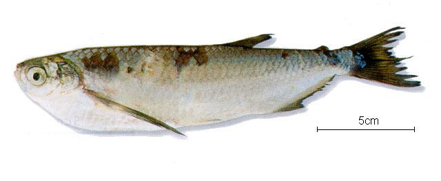 Triportheus Fish Identification