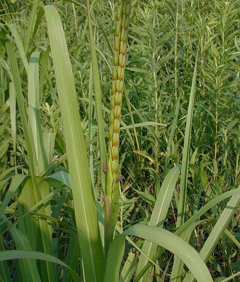 Tripsacum dactyloides Gama Grass Tripsacum dactyloides