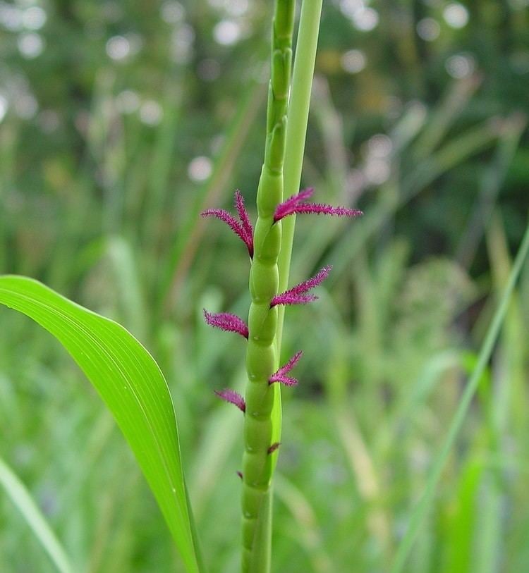 Tripsacum dactyloides Tripsacum dactyloides eastern gamagrass Go Botany