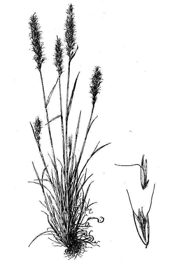 Trisetum Flora of North America Genus Trisetum
