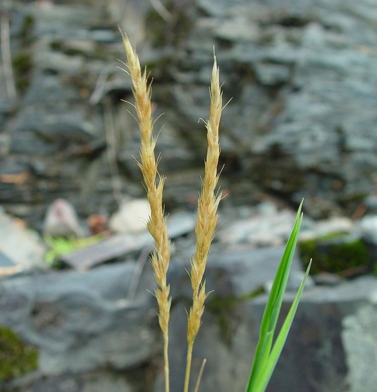 Trisetum Trisetum spicatum narrow false oat Go Botany