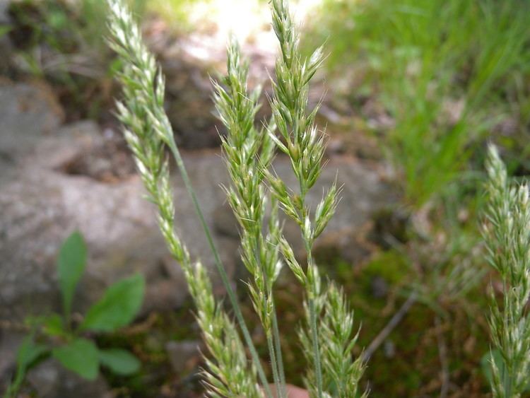 Trisetum Trisetum spicatum narrow false oat Go Botany