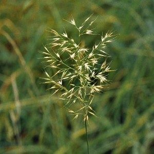 Trisetum flavescens Trisetum flavescens L PBeuav Yellow Oatgrass Flora of