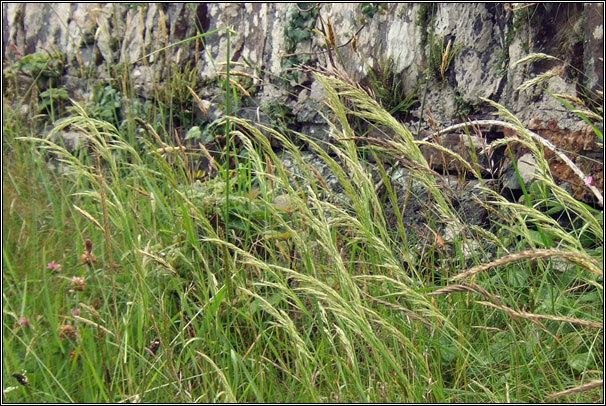 Trisetum flavescens Irish Grasses Yellow Oatgrass Trisetum flavescens