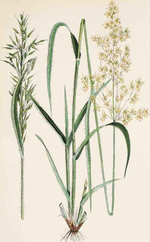 Trisetum flavescens Yellow Oat Grass Trisetum Flavescens L Beauv