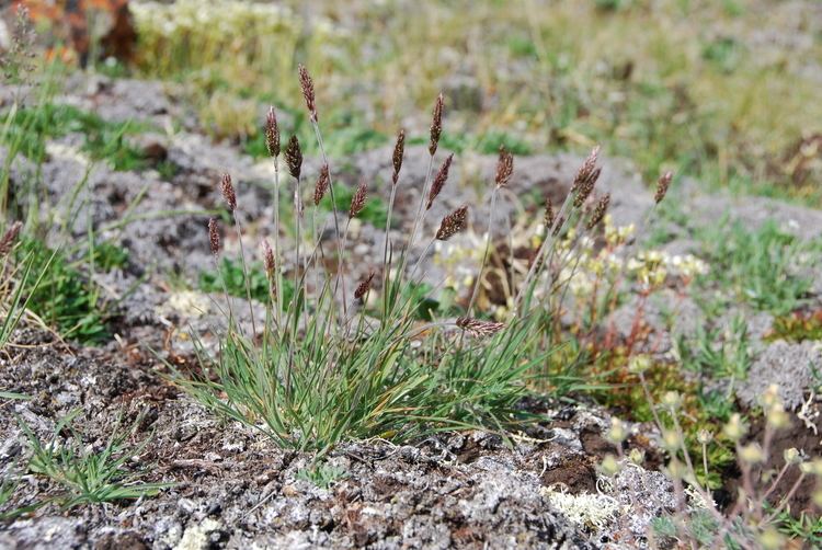 Trisetum spicatum Classification Arctic Flora of Canada and Alaska