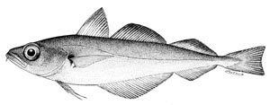 Trisopterus esmarkii FAO Fisheries amp Aquaculture Species Fact Sheets Trisopterus