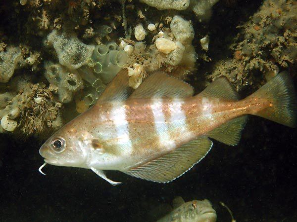Trisopterus luscus Faneca Bib Trisopterus Luscus Fish species of the Tagus Estuary