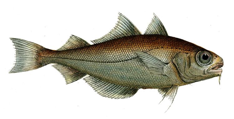 Trisopterus luscus FileTrisopterus luscusjpg Wikimedia Commons