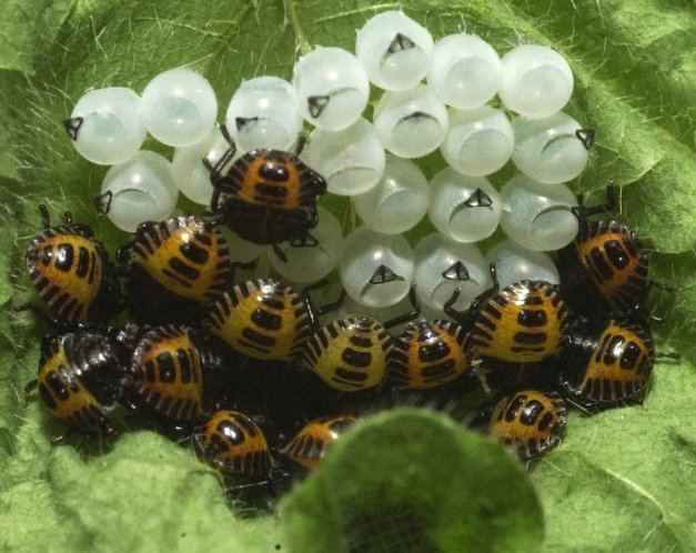 Trissolcus halyomorphae Stinkbug spreads in Pacific Northwest Good Fruit Grower