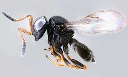 Trissolcus halyomorphae Natural Born Stink Bug Killer Found in Washington State Entomology