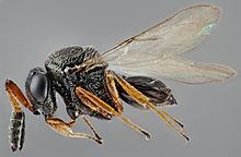 Trissolcus halyomorphae httpsuploadwikimediaorgwikipediacommonsthu